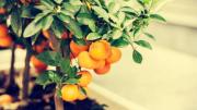 Paso a paso para germinar semillas de mandarina y obtener un árbol frutal imponente