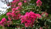 La planta asiática de flores coloridas que crece hasta 9 metros y no exige cuidados de jardinería