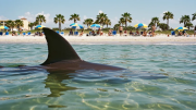 Tiburón ataca a un hombre en Hollywood Beach: a los 30 minutos los bañistas volvieron al agua