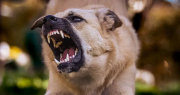 Feroz ataque: una nena de 4 años fue mordida en el rostro por el perro de su tía