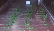 Descubren una plantación de marihuana en el monte salteño tras una denuncia anónima