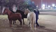 Animales sueltos: un problema que ni las penas más duras logran resolver en Salta