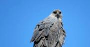 Increíble hallazgo: reapareció en Argentina el ave rapaz más poderosa de Sudamérica que está en peligro de extinción