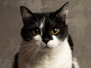 Batalla legal por la custodia de un gato: una amiga lo cuidó, ahora no lo quiere devolver y tuvo que intervenir un juez