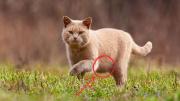 Qué quiere decir la “bolsita” que tienen los gatos bajo su panza y para qué sirve