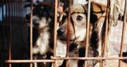 Cinco estudiantes rescataron cientos de perros en La Plata, su futuro está en peligro y piden ayuda