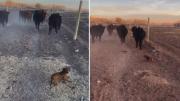 La ternura tiene nombre y es Trufita: la pequeña perrita de Roca que se robó todas las miradas por arrear toros gigantes