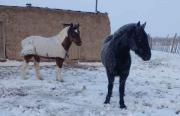 Caballos con escarcha en su pelaje: por qué no les hace mal, la explicación de un vecino de Maquinchao