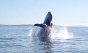 Donde cantan las ballenas jorobadas: Chubut se convierte en un escenario clave del Atlántico Sur