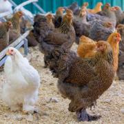 ADAT alerta que la escasez de combustible pone en riesgo a las aves por falta de ALIMENTO en Tarija