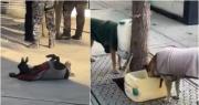 Una turista, sorprendida por los perros callejeros de la Peatonal sanjuanina: “Tienen capitas, comida, agua y cuchitas”