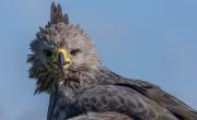 Por primera vez en esa zona, capturaron en Mendoza una foto de un águila en peligro de extinción: quedan menos de 1500 ejemplares