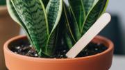 Pocos lo saben: por qué debes colocar palitos de madera en el sustrato de tu sansevieria o lengua de suegra