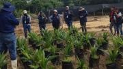Fundación Tierra afirma que producción de palma africana fracasó, el INIAF reconoce problemas con importación de semilla