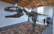 Hace 30 años encontraron en Neuquén el dinosaurio más grande del mundo