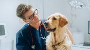 Misión Nevado: estos son los servicios gratuitos en la jornada de atención veterinaria del 26 de julio