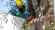 Se realizaron más de 9400 podas y se plantaron 4 mil árboles en San Isidro