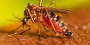 Una mujer de 30 años es el primer caso de dengue importado en El Alto