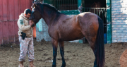 Cómo trabaja la División Montada de San Juan para recuperar caballos y unirlos a su equipo