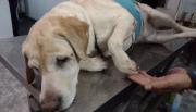 Vecinos metanenses solidarios se unieron para salvar a Gino