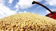 Incertidumbre en las agroexportaciones: “Argentina pierde participación como productora mundial de soja”