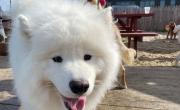 ¿Qué razas de perros no pueden vivir en las ciudades?
