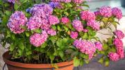 Cómo revivir una planta de hortensias moribunda en simples pasos
