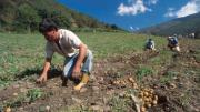Campesinos afectados por la falta de combustible
