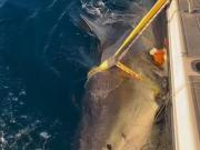 En la Shark Week emergió el tiburón blanco más grande del mundo cerca de una playa turística: Avistamiento único