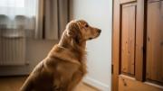 Cómo evitar que tu perro llore cuando se queda solo en casa