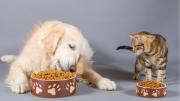 Frío y mascotas: el detalle que muchos dueños pasan por alto pero es clave para cuidarlas en invierno