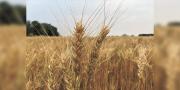 Proyectan la producción de 100 mil toneladas métricas de trigo