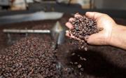 Las exportaciones de café boliviano alcanzaron más de 650,000 kilos y superaron los 5 millones de dólares en los primeros cuatro meses del año