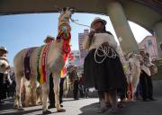 El Alto será sede del cierre del Año Internacional de los Camélidos este sábado