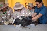Cóndor andino rehabilitado en el Bioparque Municipal Vesty Pakos regresa a su hábitat en Potosí