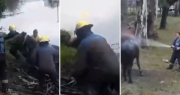 Video: una yegua cayó a un canal en Ensenada y fue rescatada por los Bomberos