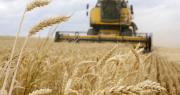 Agro proyecta cosecha de 100.000 toneladas de trigo y pide condiciones para apuntalar la producción