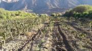 Heladas provocan severos daños en cultivos en Cochabamba
