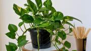 Por qué hay que ponerle palitos de helado a tus plantas de interior y para qué sirve