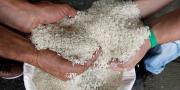 Insumos Bolivia rechaza importación de arroz contaminado y busca recuperar anticipo de Bs 63 millones