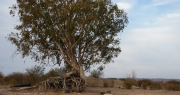 Lugares abandonados: las ruinas de una icónica bodega de Ullum con historia centenaria