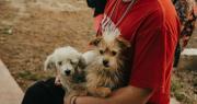 Continúa la atención gratuita para esterilización de perros y gatos: mirá dónde estarán