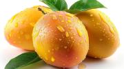 Temporada de mangos activa trueques en Florida: entérese qué puede obtener a cambio de esta apreciada fruta
