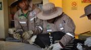 Cóndor andino regresa a su hábitat en Potosí tras un periodo de rehabilitación en el bioparque Vesty Pakos