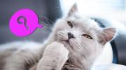 La palabra del día es “Oleilu”: ¿qué significa?