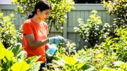 Rociar jabón neutro en las plantas del jardín: por qué recomiendan hacerlo