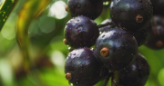 El fruto del Amazonas que puede rejuvenecer la piel, tiene vitamina B y es un gran antioxidante