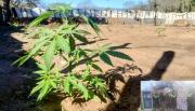 Interrumpen la producción de 3 millones de dosis de marihuana en el límite con Salta