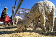El potencial y los avances de la ganadería de camélidos se exhiben en una feria en El Alto