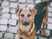 Día Internacional del Perro Callejero: por qué se conmemora hoy 27 de julio
